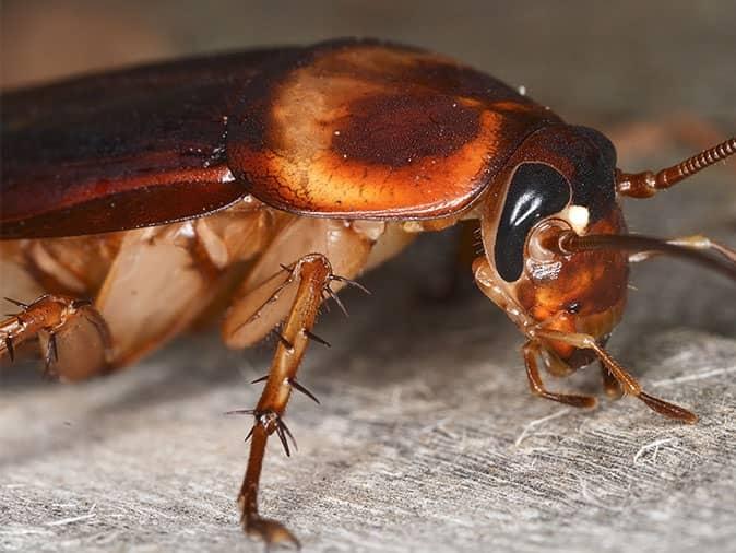 an american cockroach inside maine home