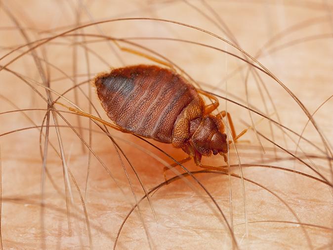 bed bug biting maine resident