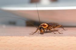 cockroach in maine home