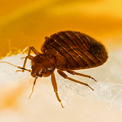 bed bug crawling on bed in augusta maine