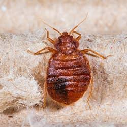 bed bug on a blanket