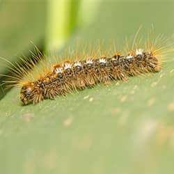 crawling browntail catapillar on a leaf