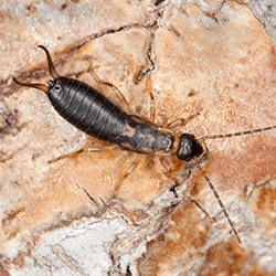 earwig crawling on granite