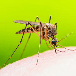 mosquito biting person in portland maine