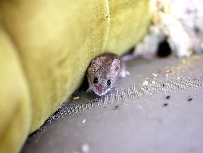 mouse on chair inside a maine home