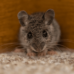 mouse in living room