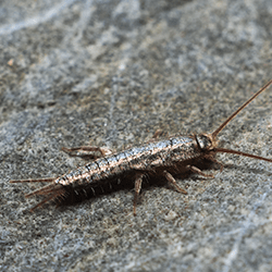 silverfish crawling on rock