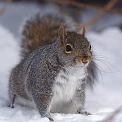 squirrel in snow