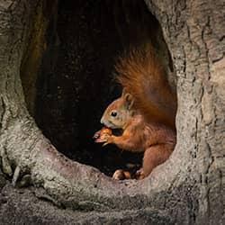 squirrel in a tree