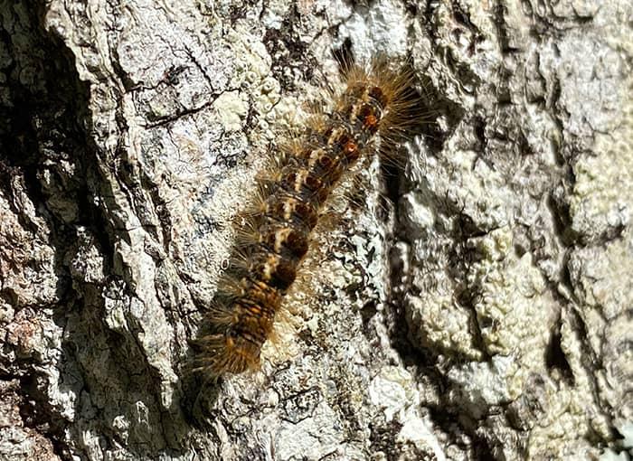 Maine's Ultimate Guide To Browntail Moths Browntail Moth Identification