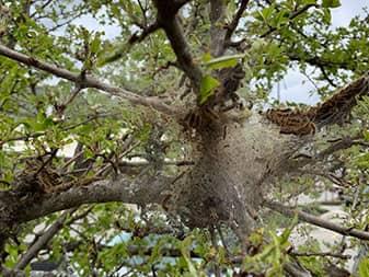 browntail moth caterpillars in androscoggin county maine