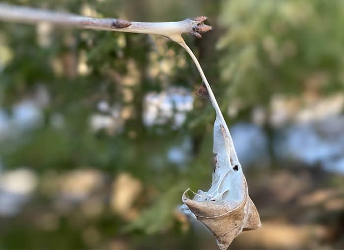 browntail moth winter nest on a tree in gardiner maine