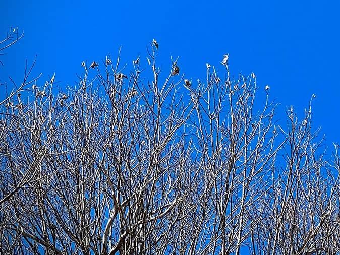 browntail moth infestation in tops of trees around a maine home