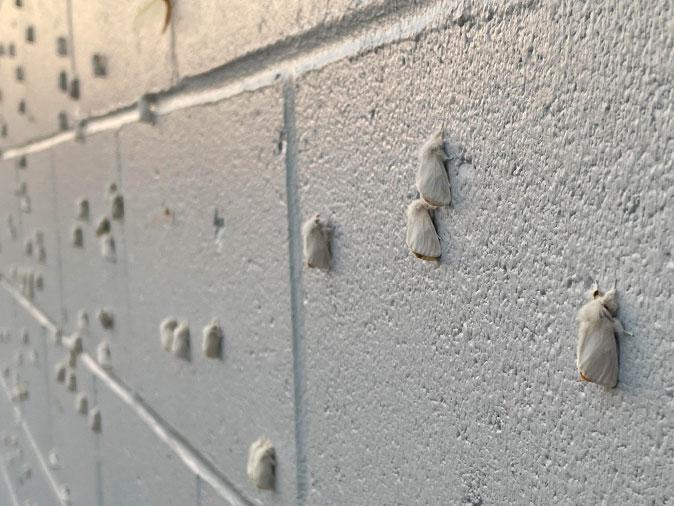 browntail moths on side of a maine home