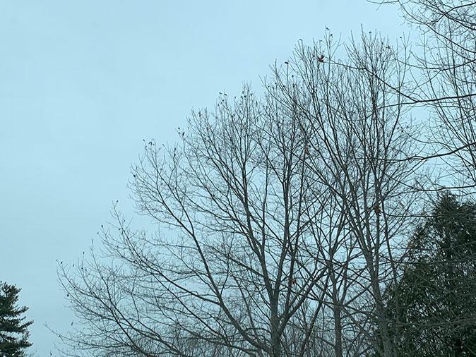 tree infested with browntail moth nests in maine