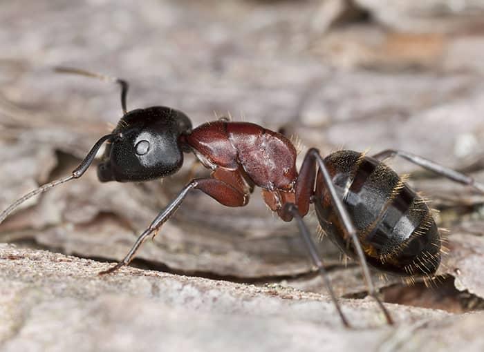 carpenter ant crawling by foundation in brunswick, maine