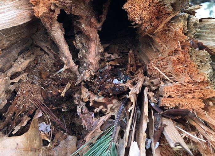 tree in auburn maine damaged by carpenter ants