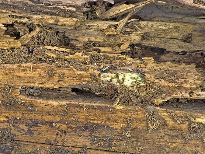 damage caused by a carpenter ant infestation inside a maine home