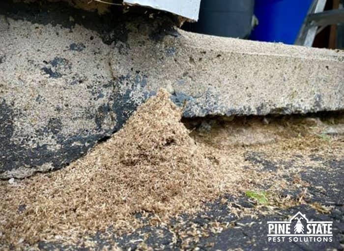 carpenter ant frass piling up near maine home