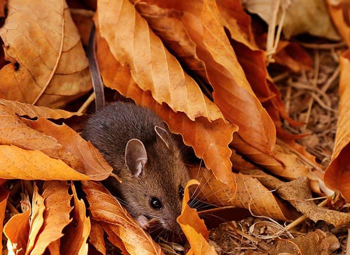 Deer Mouse Color