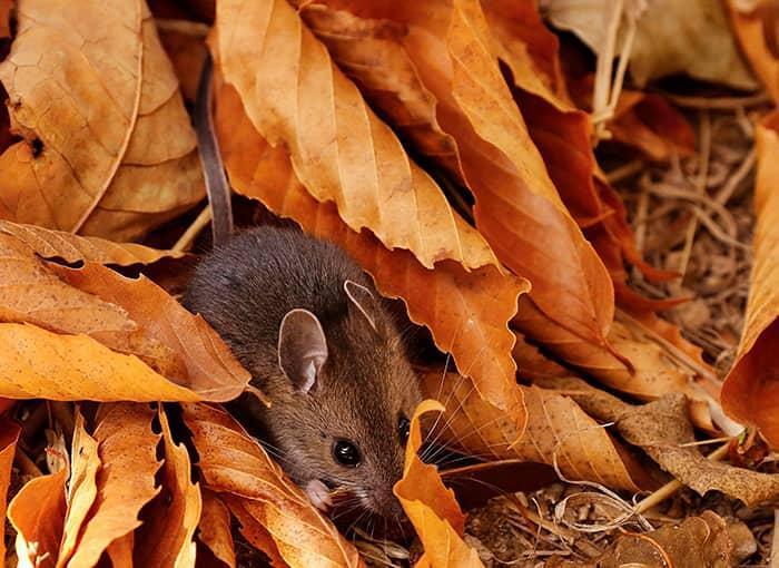 deer mouse inside a maine garage making a nest for winter