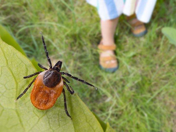 deer tick on a tree ready to drop on an unsuspecting maine homeowner