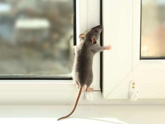 mouse trying to get out of an attic window