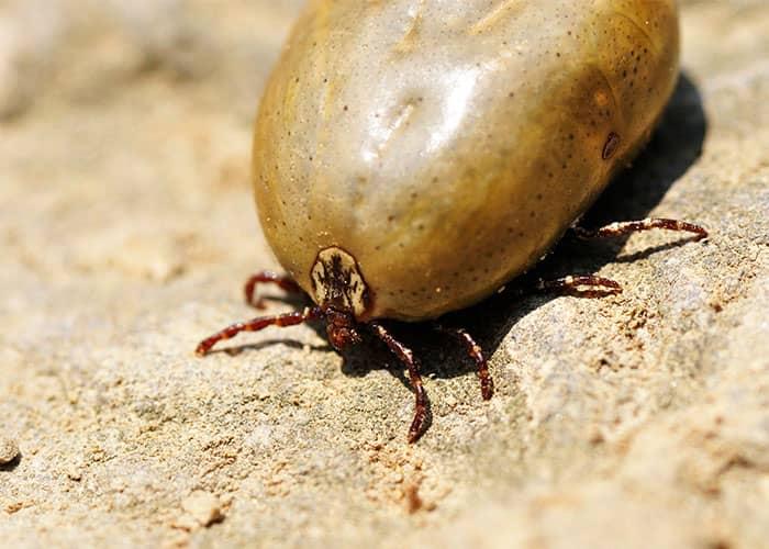 brown dog tick after a blood meal