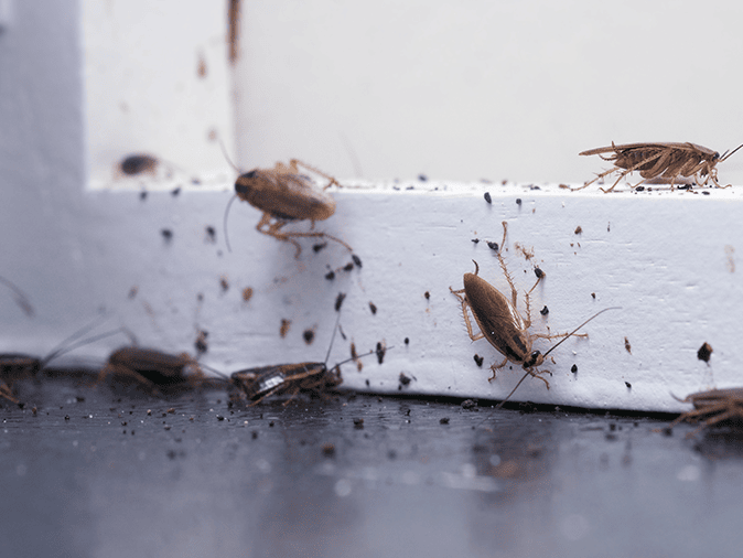 How Do I Get Rid Of Carpet Beetles In My Southern Maine Home?