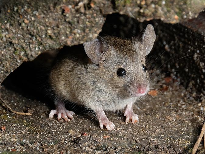 mouse under a maine home deck