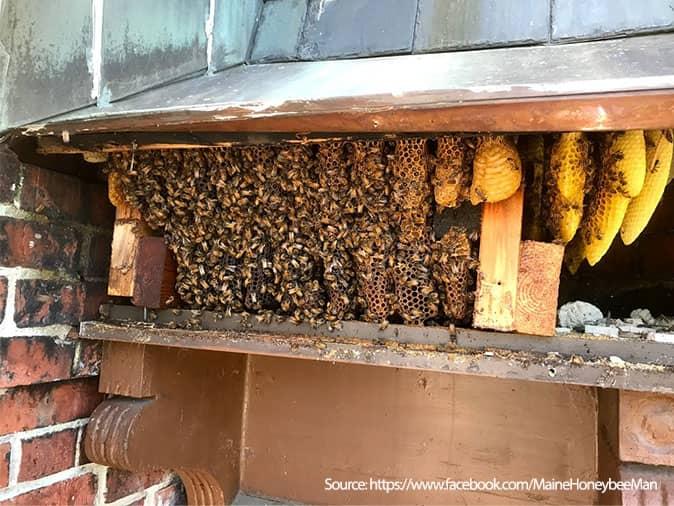 honey bee removal from third story in westbrook maine