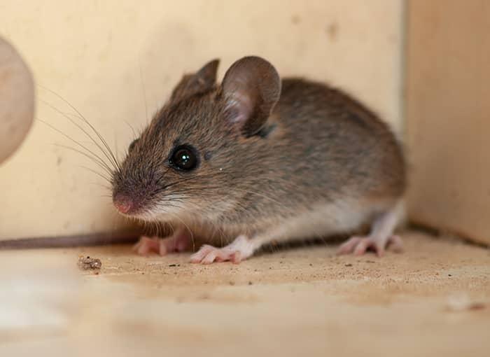 baby field mouse eyes closed