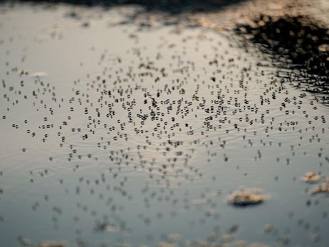 Stagnant Water Mosquito Breeding