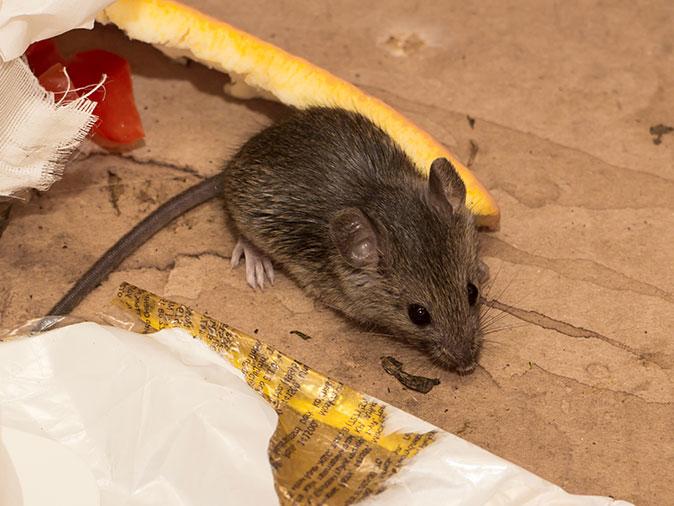 mouse inside a maine home in the kitchen