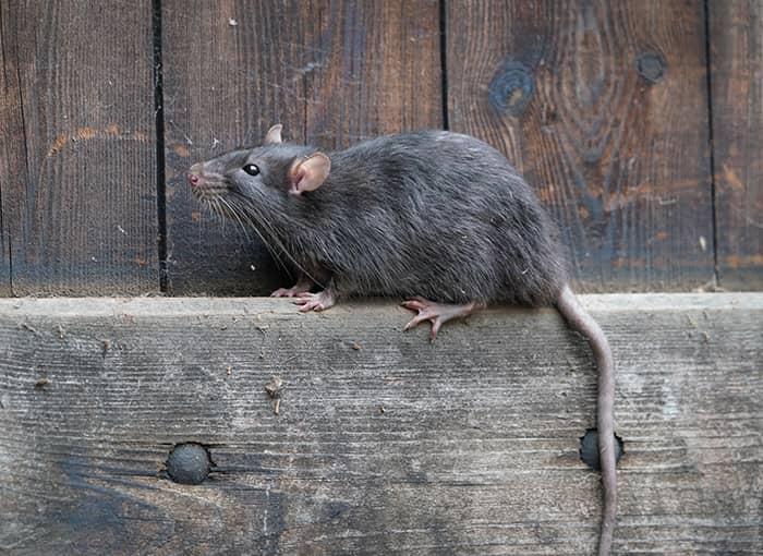 How to Get Rid of Rats Outside