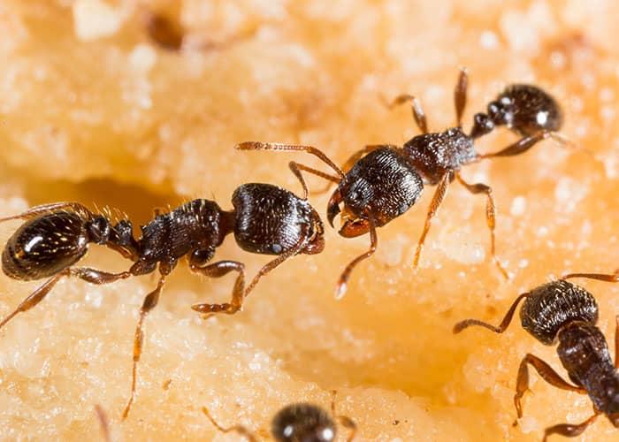 pavement ants searching for food inside home