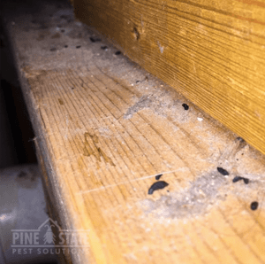 mouse droppings on a board in a maine home