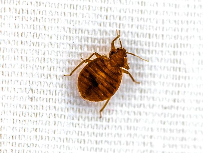 bed bug on a white sheet up close