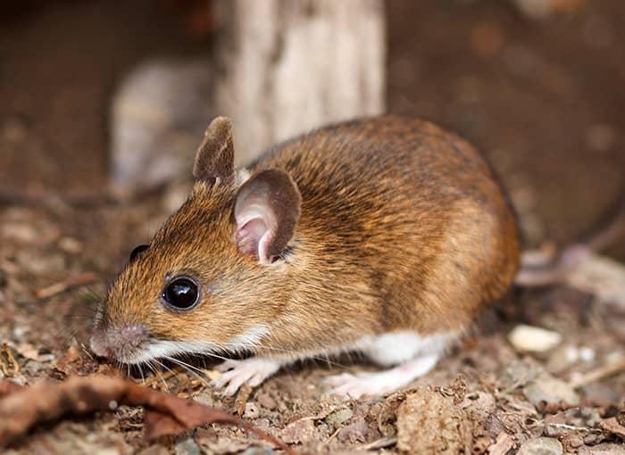 white footed deer mouse outside a maine home looking for food