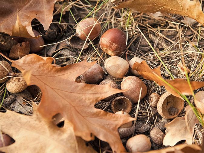 acorns on ground outside maine home for rodents to feed on