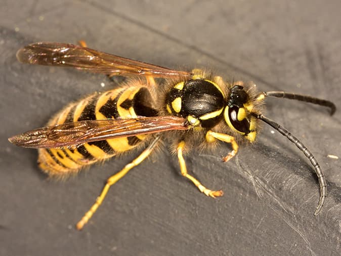 yellow jacket on a kitchen floor in portland maine home