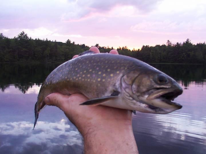 Large fish from Wilson Lake