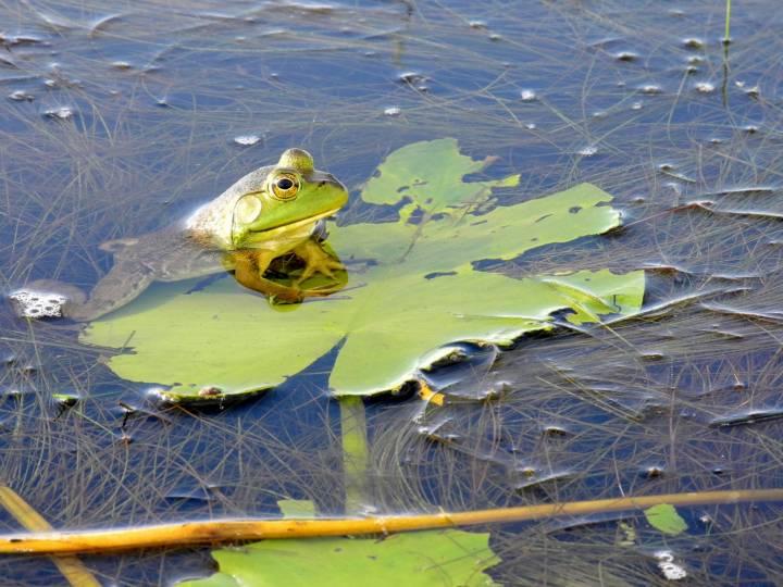 Frog on lilypad