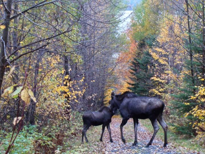 Two moose