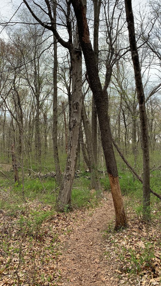 Canfield Woods Connecticut Trail Finder