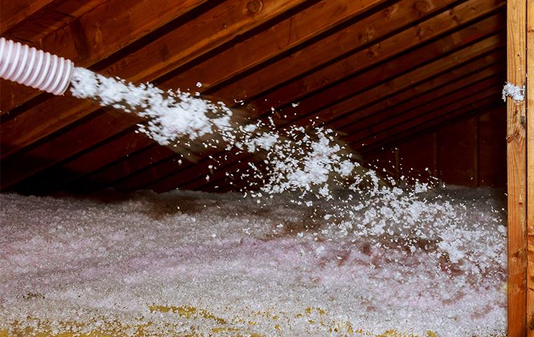 TAP Insulation Is Safe For Pets While Tough On Pests tap insulation being blown into the attic of a california home