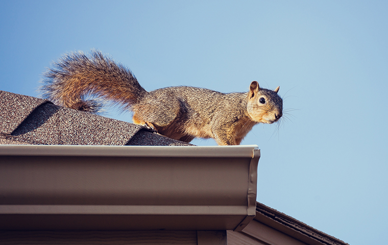 We Can Help You Get Rid Of Household Pests a squirrel standing on a house rooftop in fortuna california