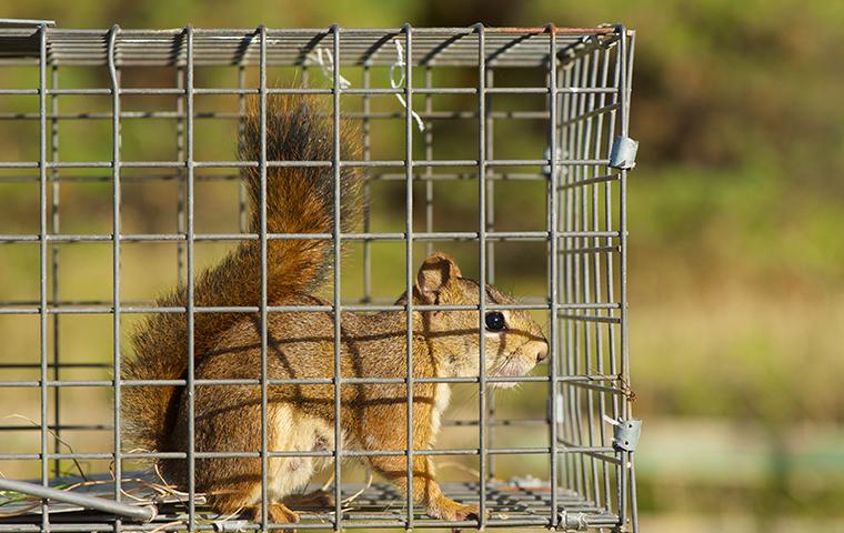 Trust Our Licensed Wildlife Trappers For Thorough Service a squirrel inside a trap outside a california residence