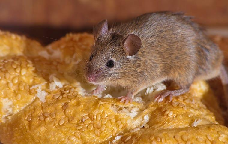 Keep Unwanted Pests Out Of Your Home a small but very hungry house mouse raiding the food pantry to store in the walls of a eayeka california home