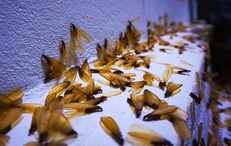 Protect Your Home From Costly Termite Damage a very large colony of swarming termites infesting an Eureka home and damaging its wooden structures